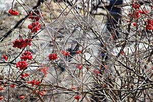 Sorbus photo